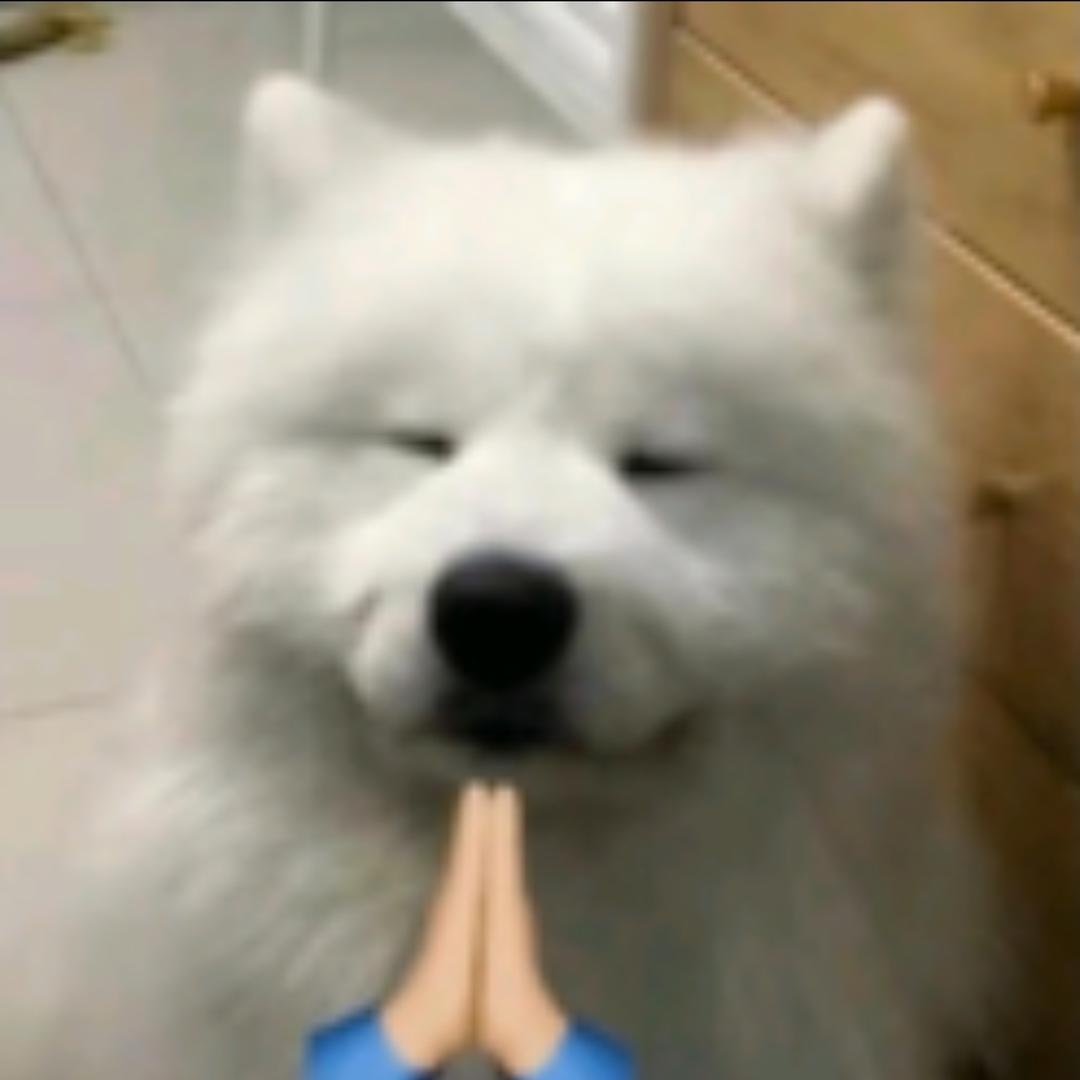 快说谢谢祈祷小狗