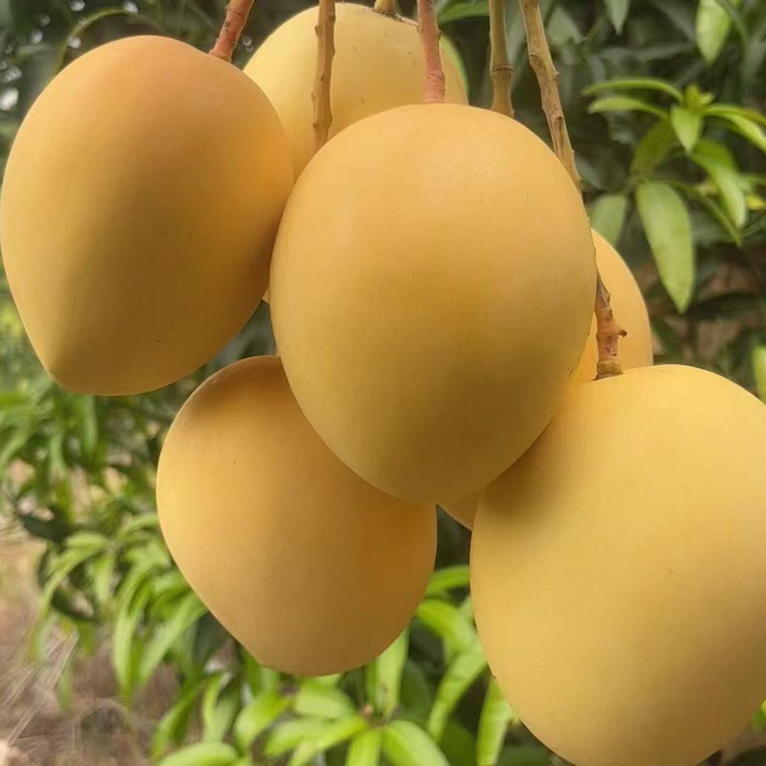 潞江坝赵大姐果蔬