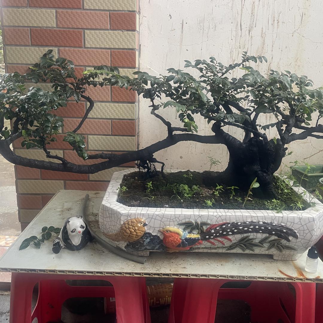 李氏盆景