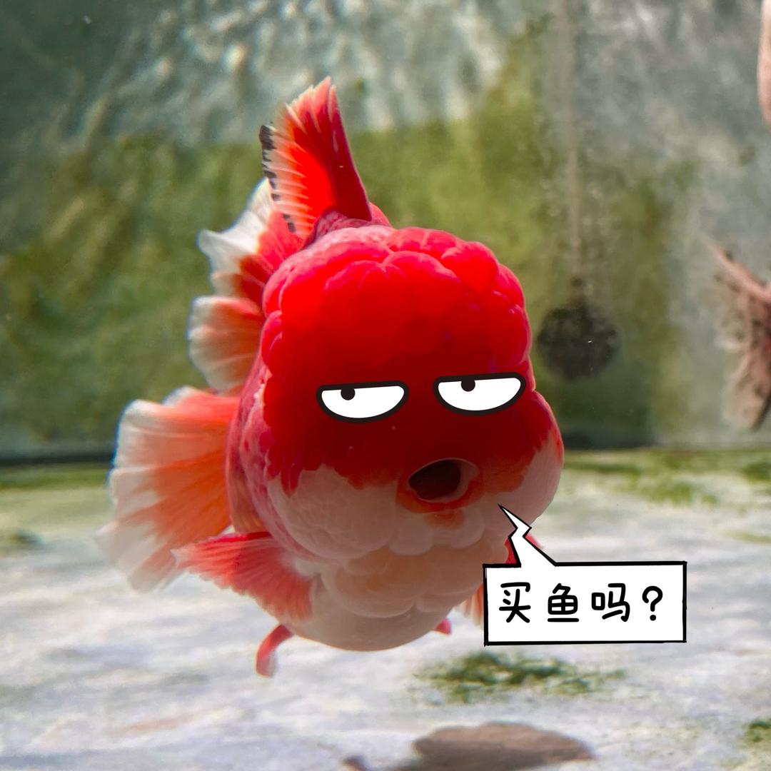 十一金鱼
