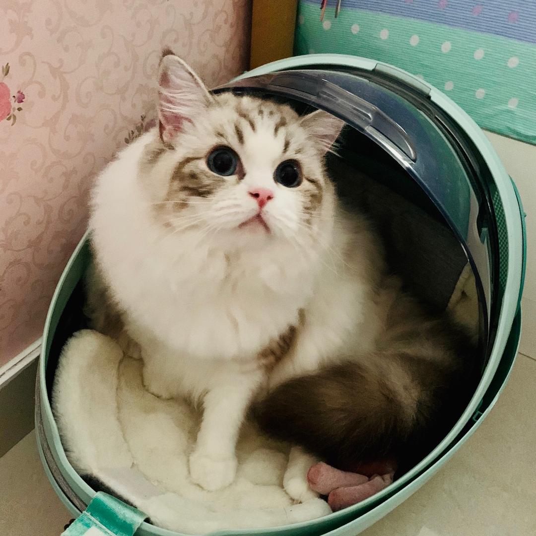 影子的喵主子(=^o^=)