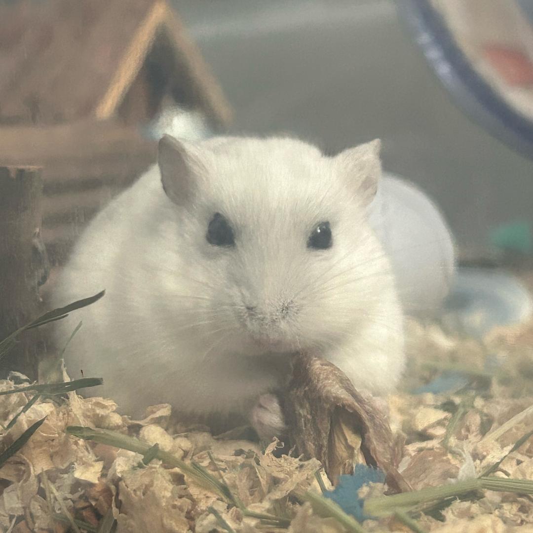 猫玖玖久一丶丷