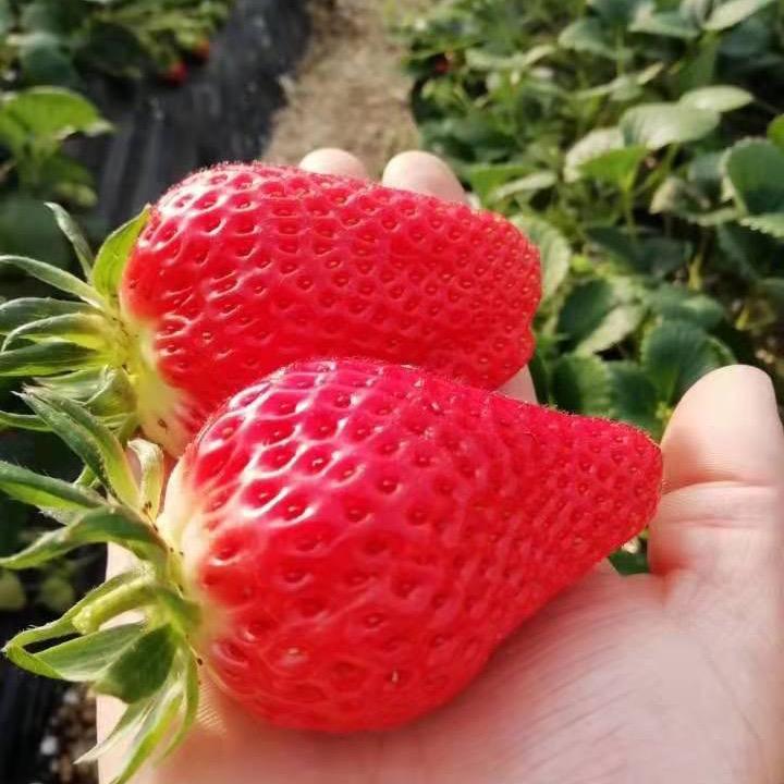 七彩草莓苗种植繁育基地