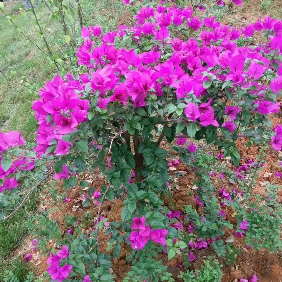 悠悠然