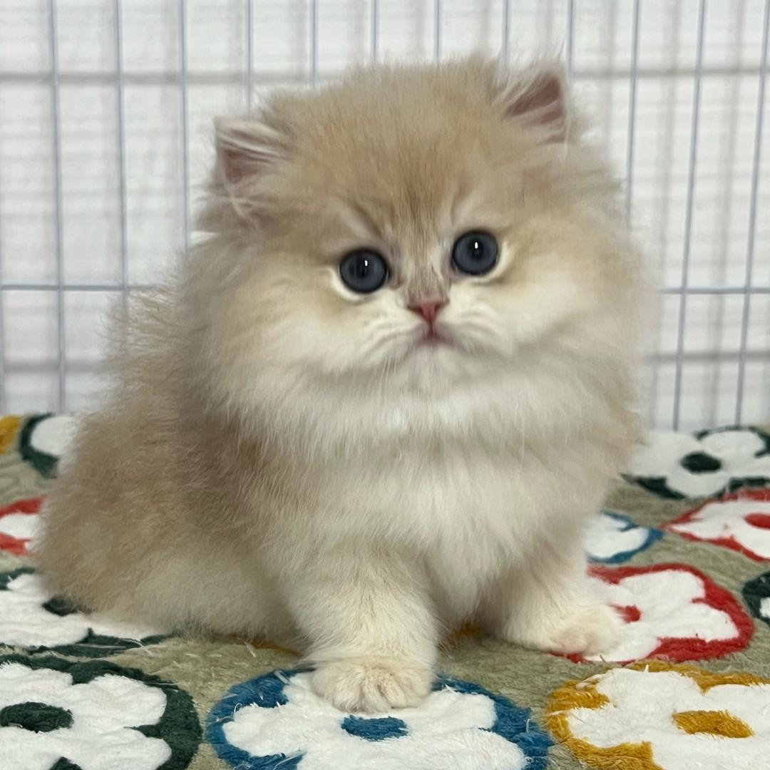鹏诚家的渐层猫