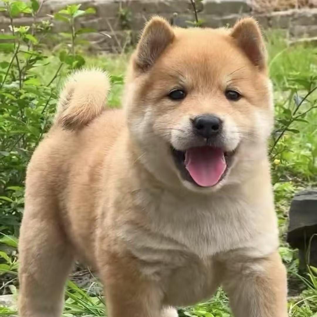 肆喜中华田园犬3