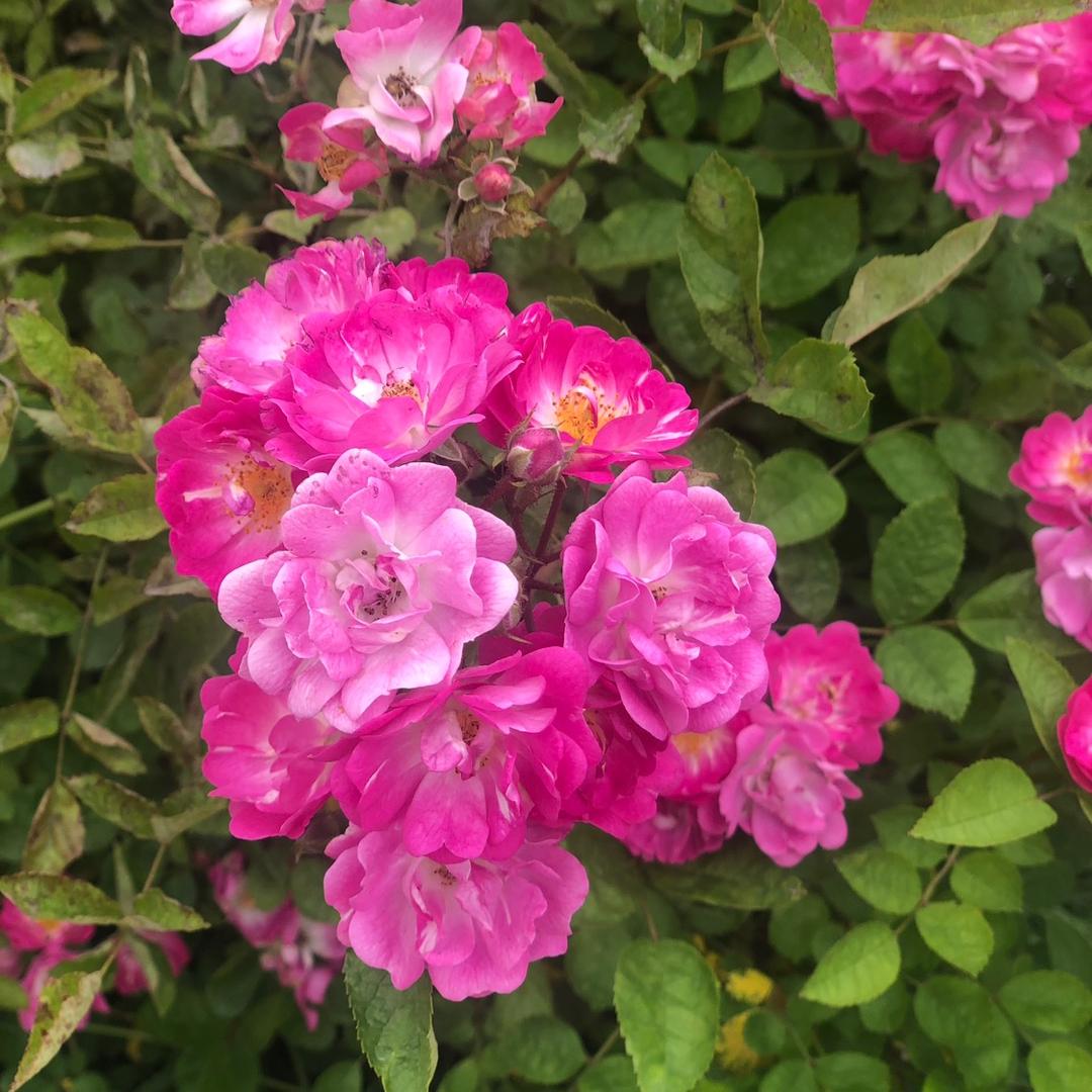 香蕉猫忠实粉丝