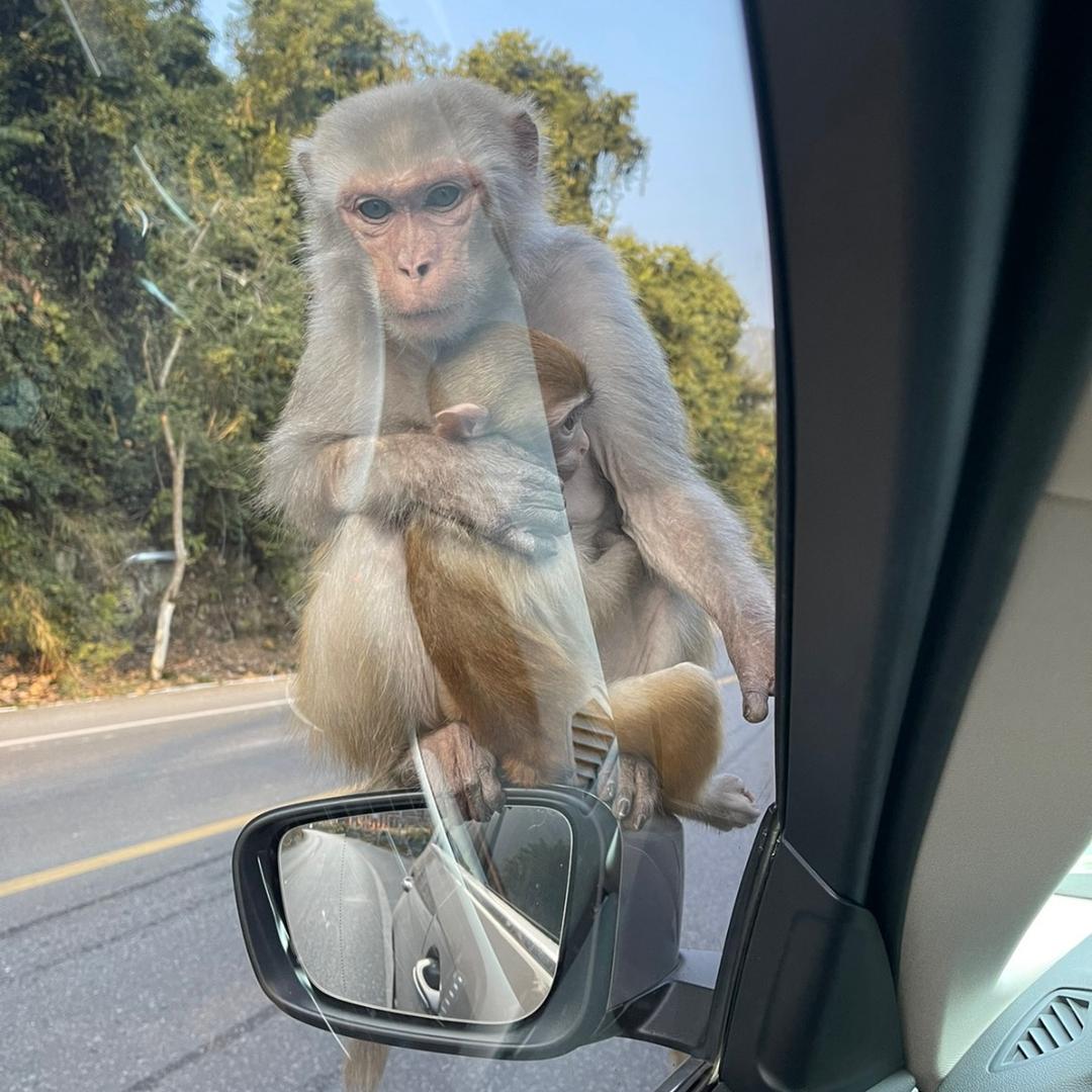 梧桐树下看花落、