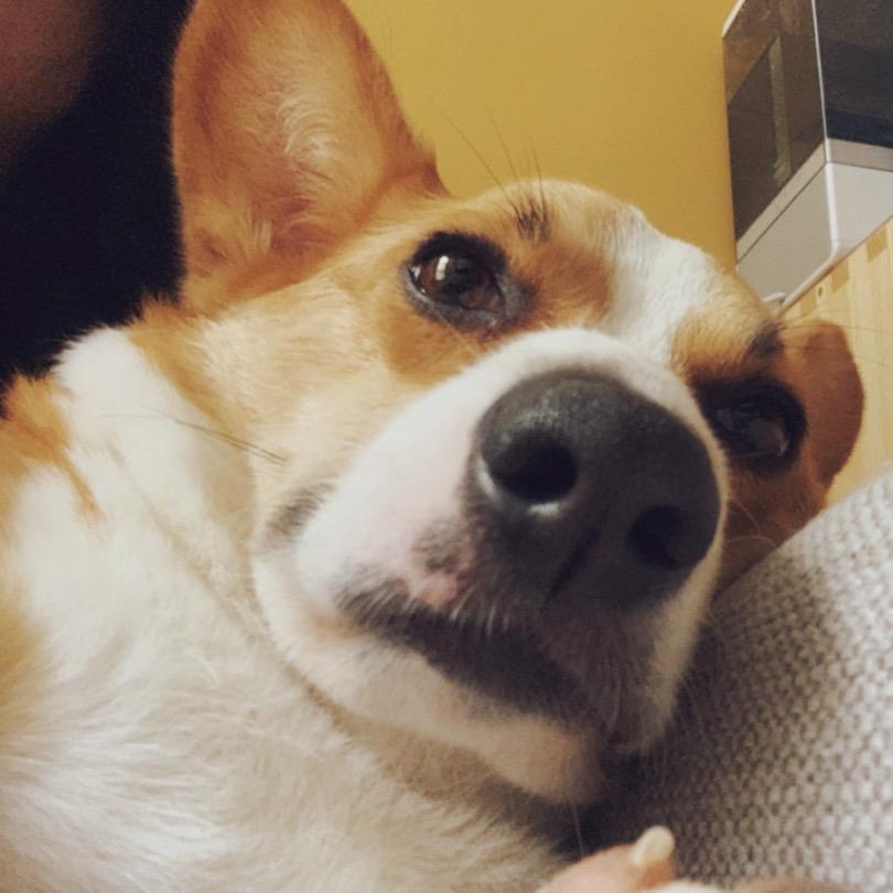 宝拉什么都爱吃