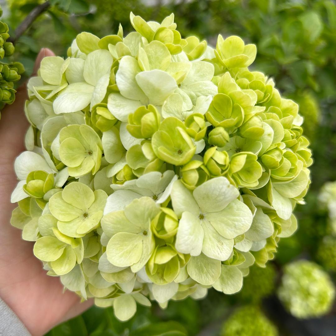 媛媛花卉园艺