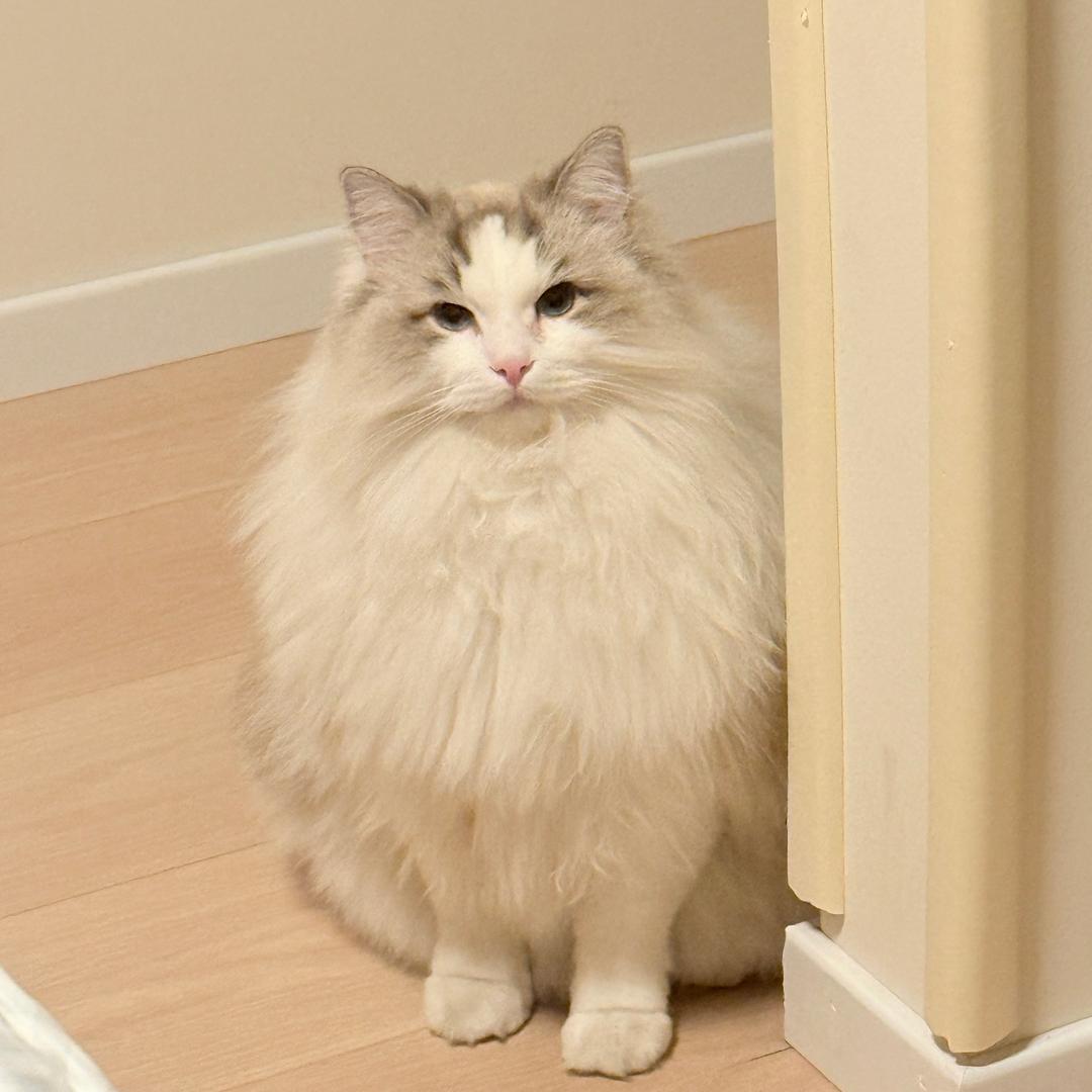 可乐🐈