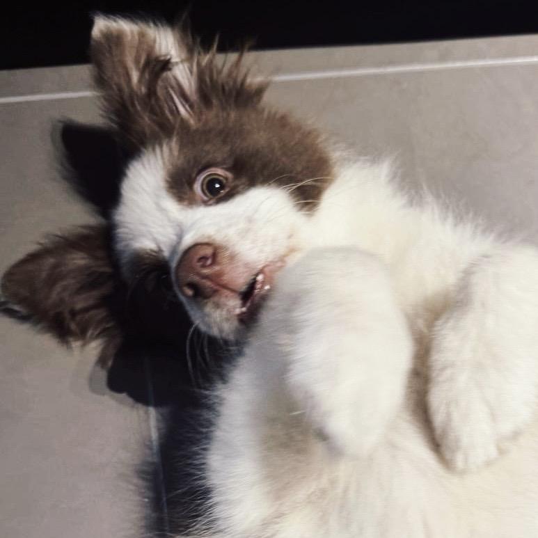 拉拉🐾