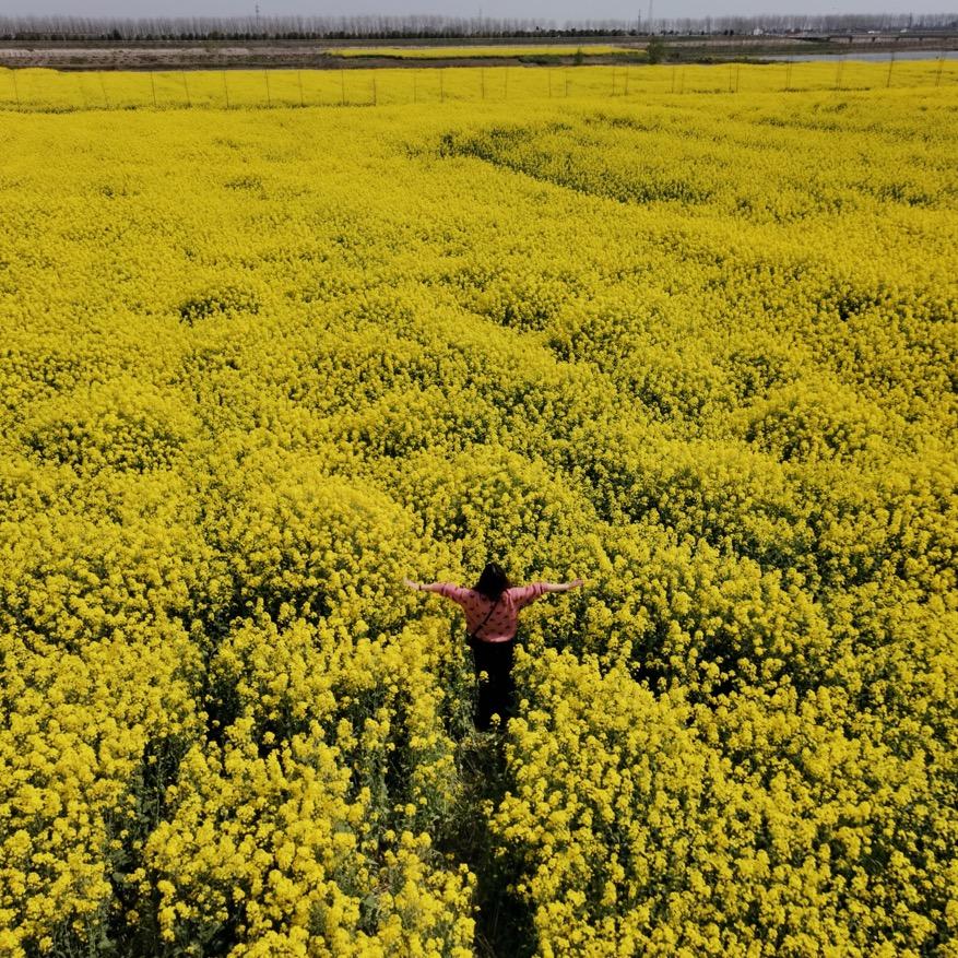 菱玥
