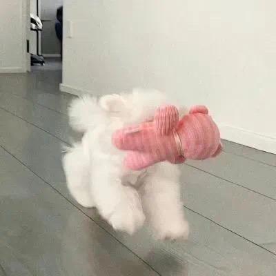 暴躁紫薯