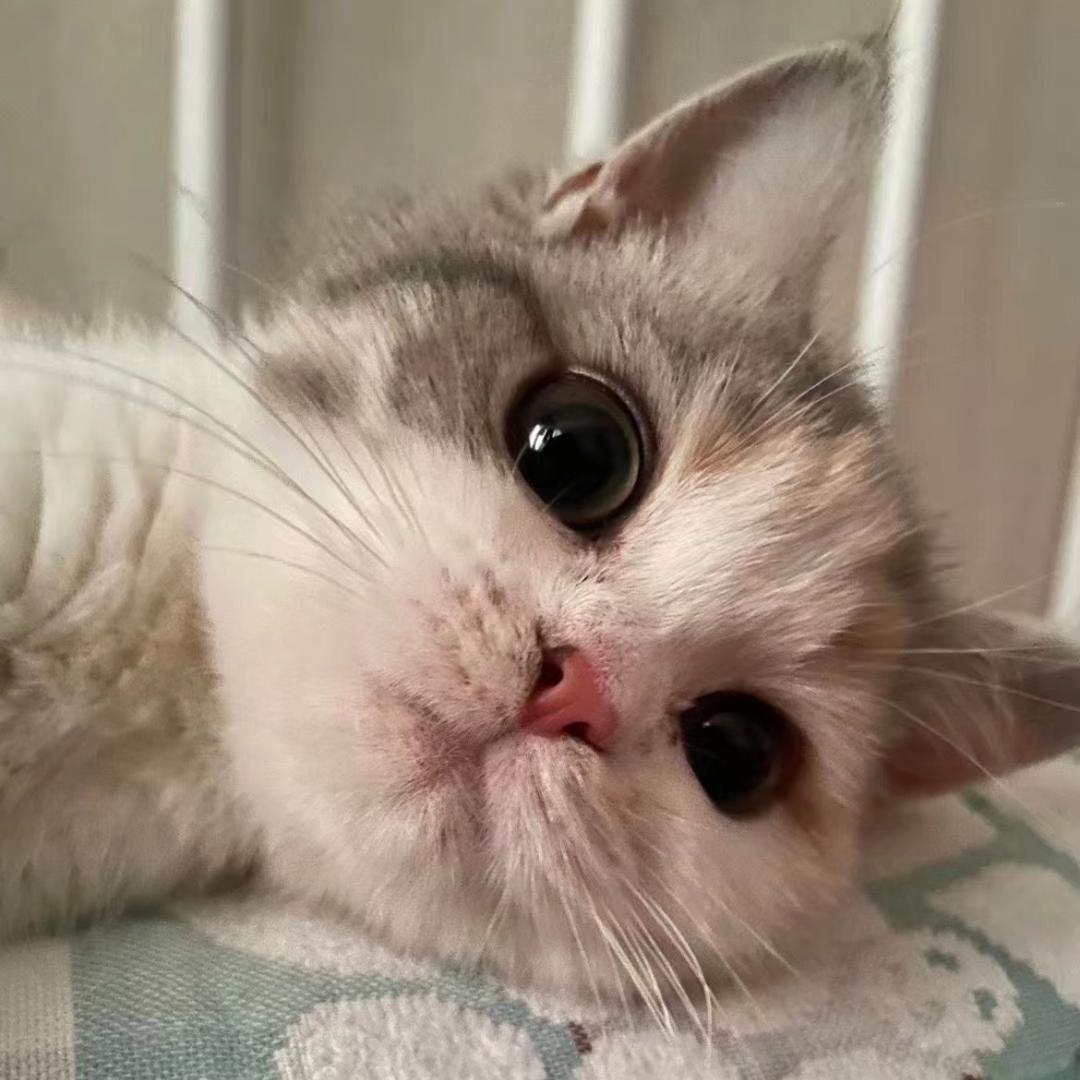 艾米是只三花猪