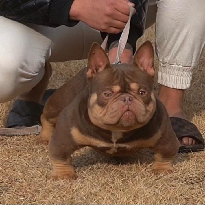 角斗士恶霸犬舍
