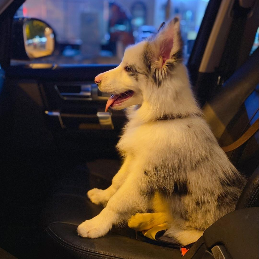 楠沐果仨只边牧