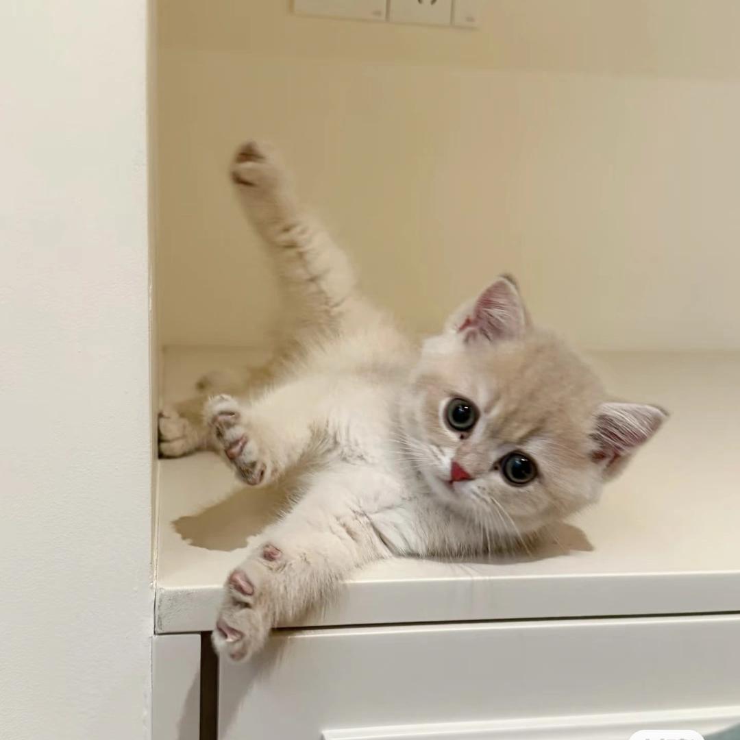 厦门宠物（小陈说猫）名宠宠物店杏林店