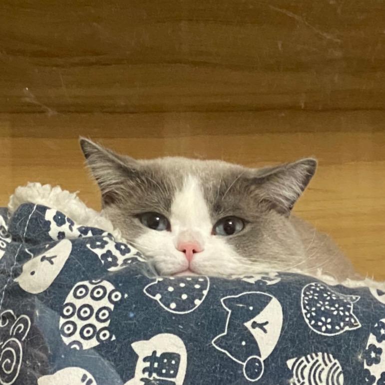 然生生喵汪双全。