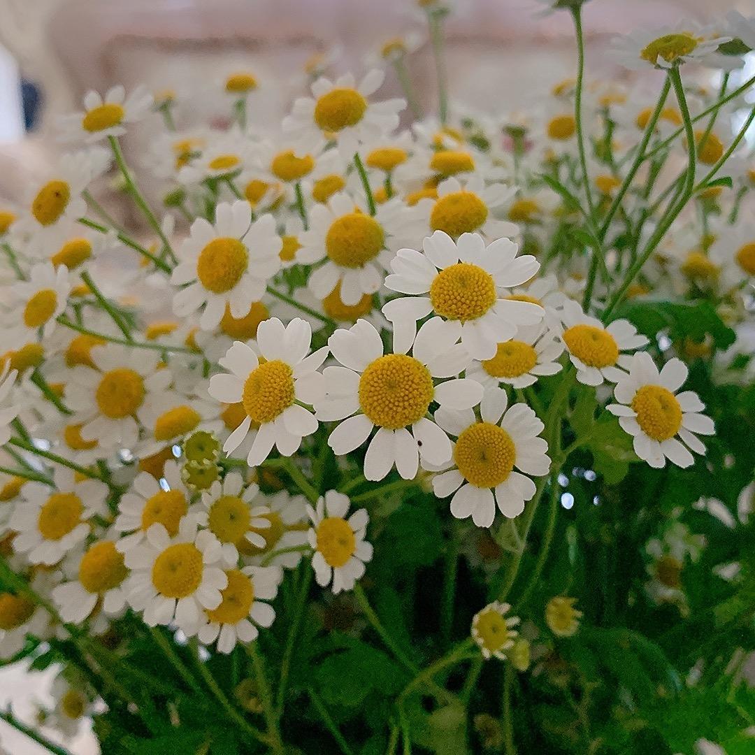 赛普森
