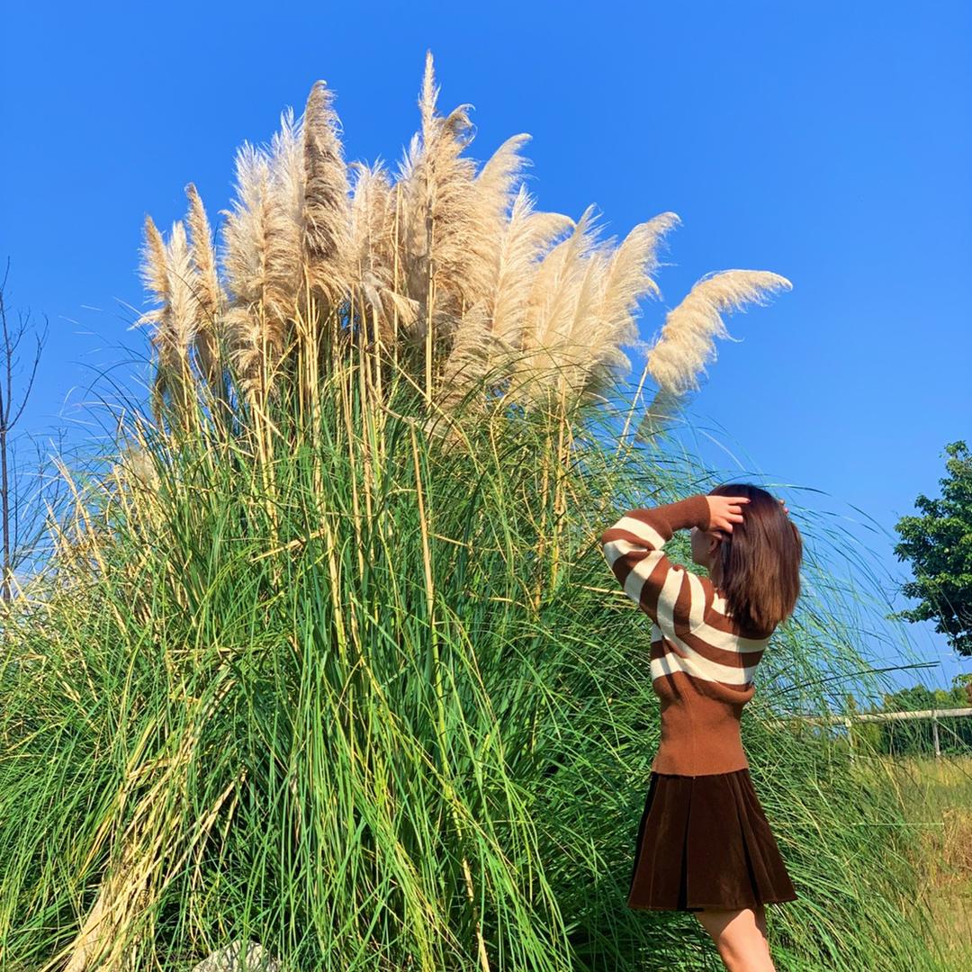不吃香菇