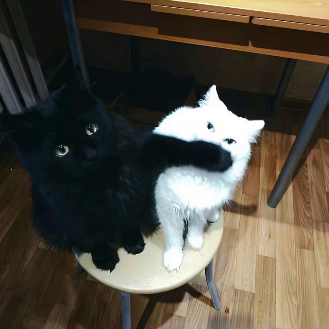 小陽