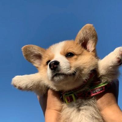 一只小狗的来信.’.🐕