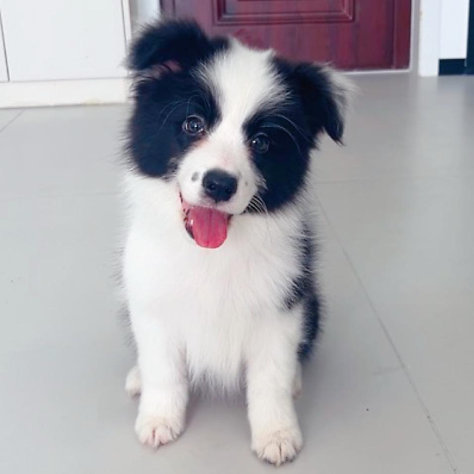 六一的毛绒日记🐶