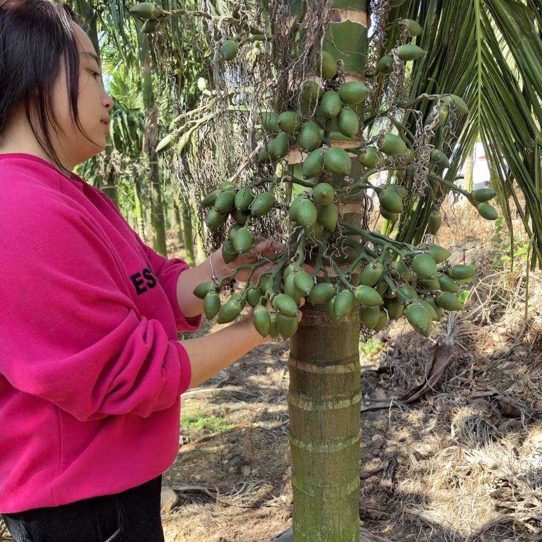 电白沙朗梦子农产品生态