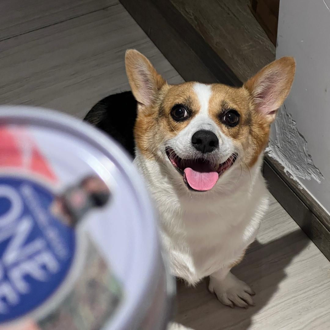 大眼珂珂