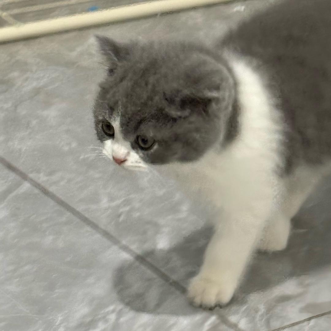 叫叫