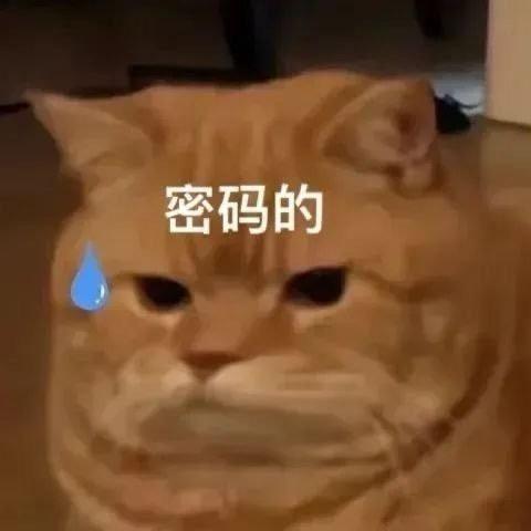 干煸炒面