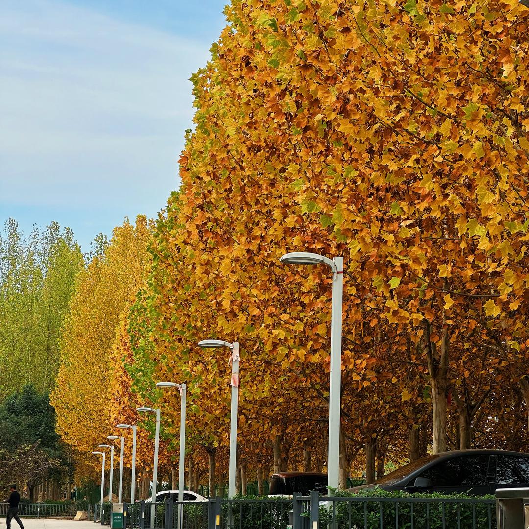 退堂鼓国家一级运动员