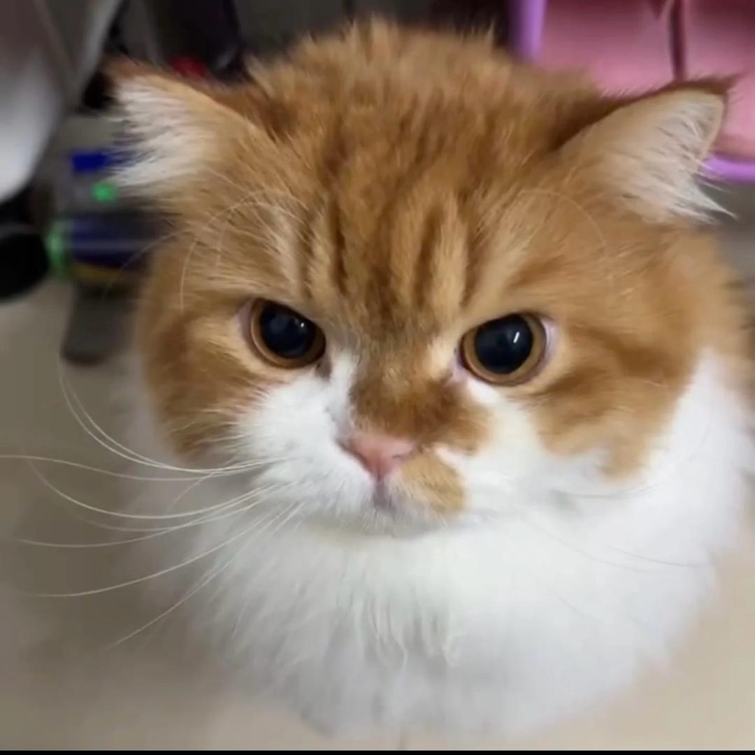 大地瓜