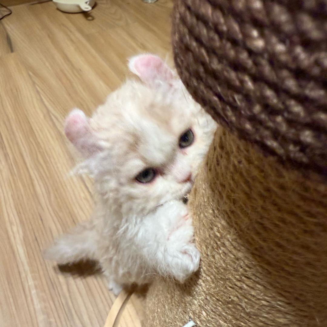 小可妮