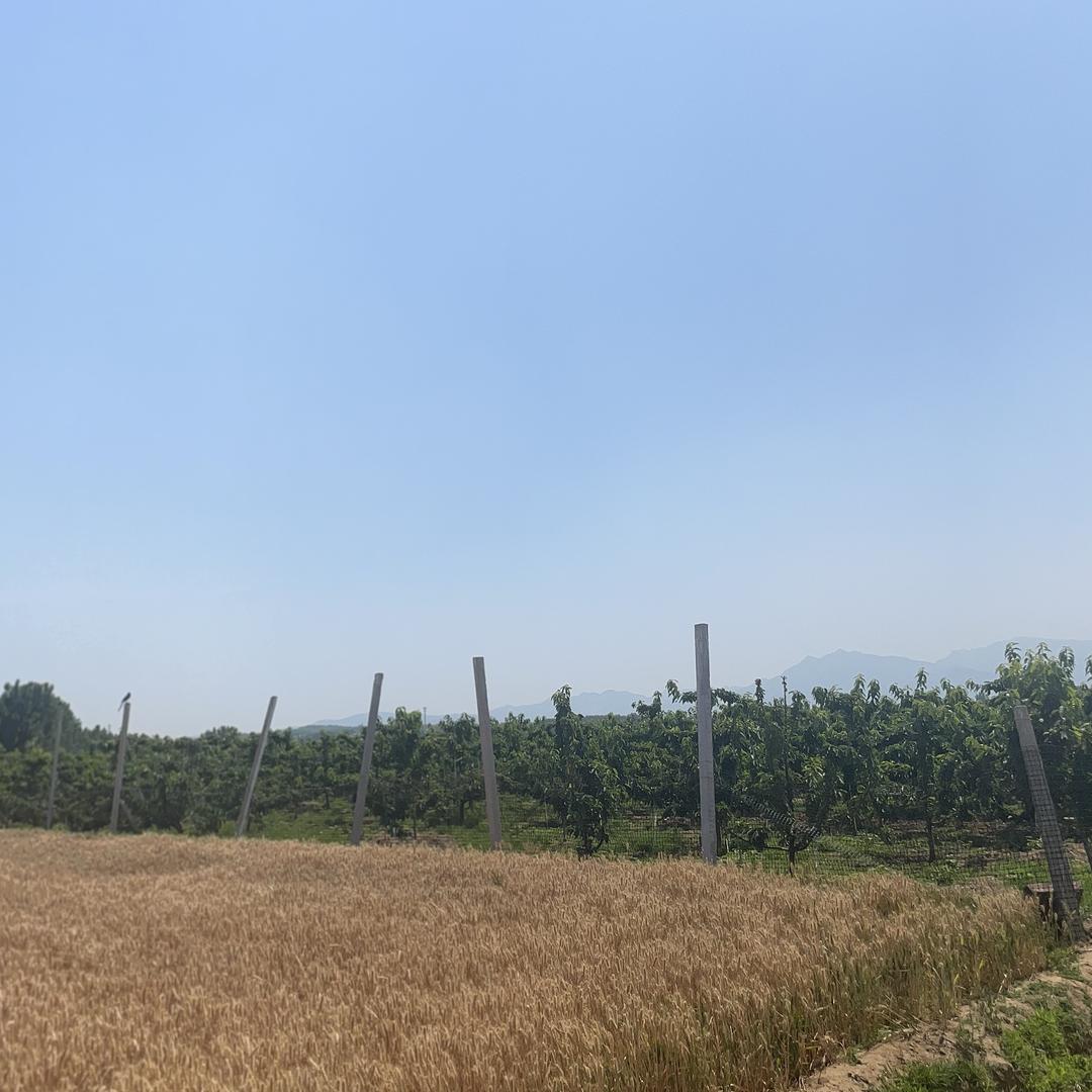 临沂纯手工杂粮煎饼