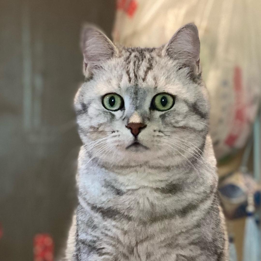 花生和毛豆都是猫