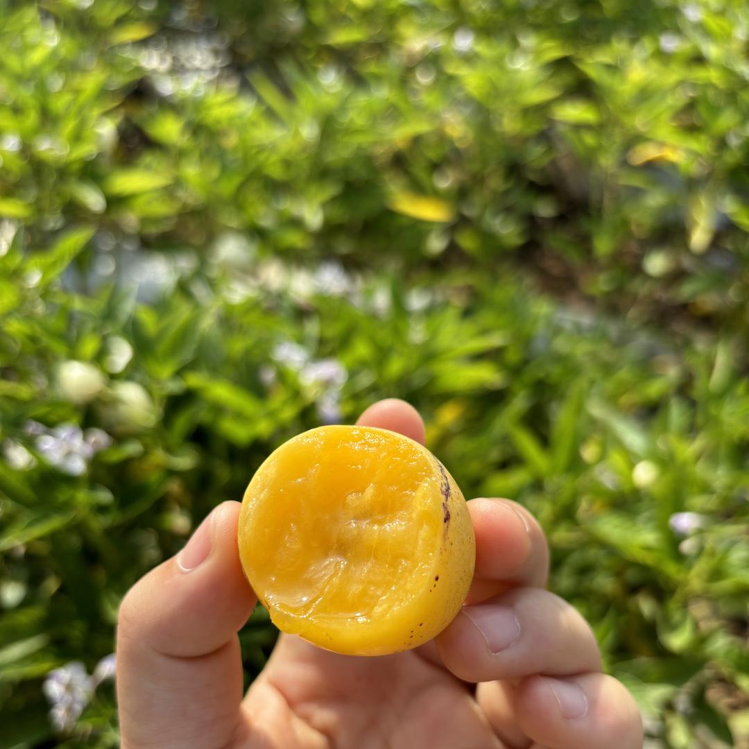 嵘昱果业（人参果）