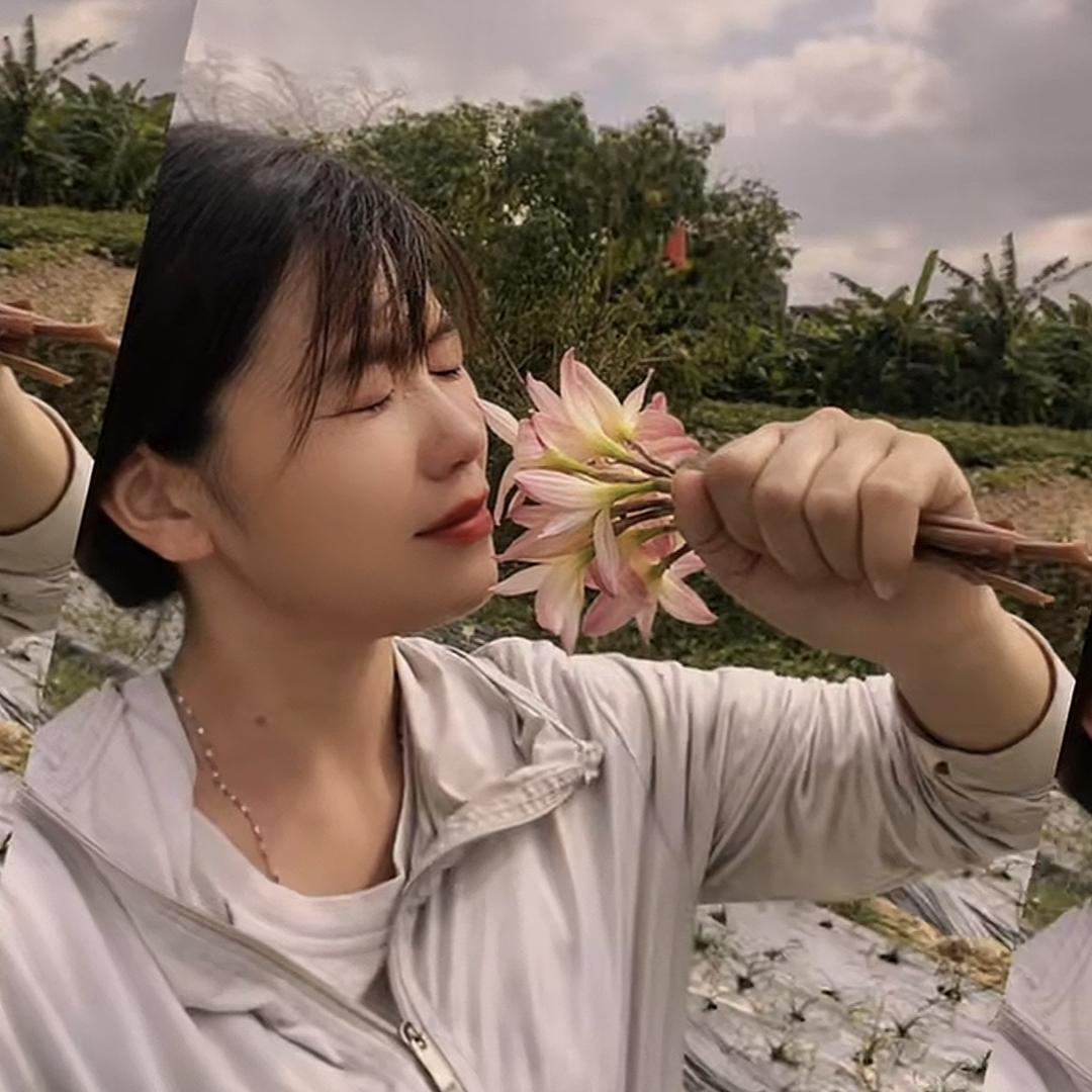 阿晓家太阳花(接批发)