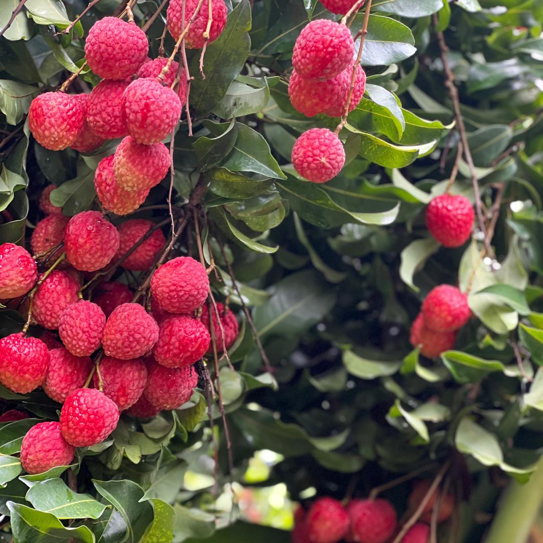 丑妞妞爱自在～