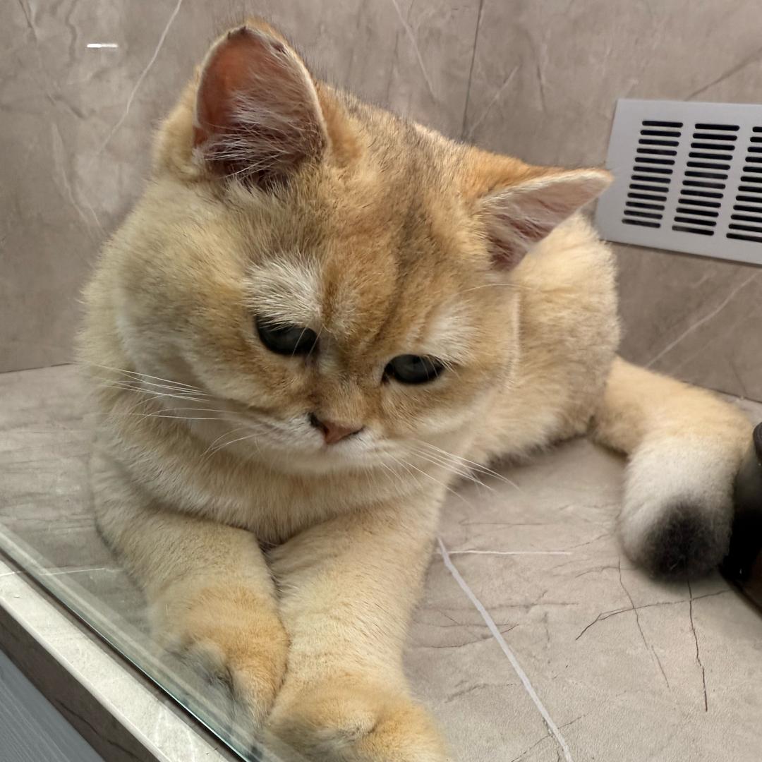笨啦啦
