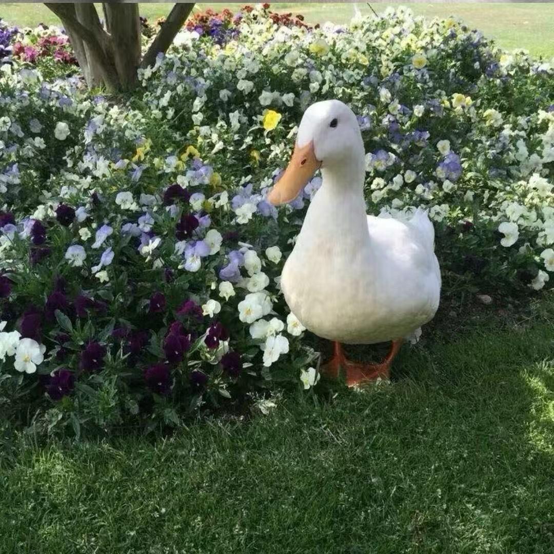 一斤青菜