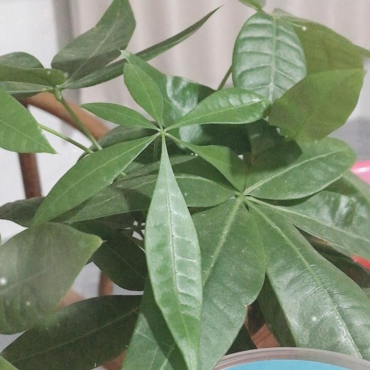 新鲜生鲜水果