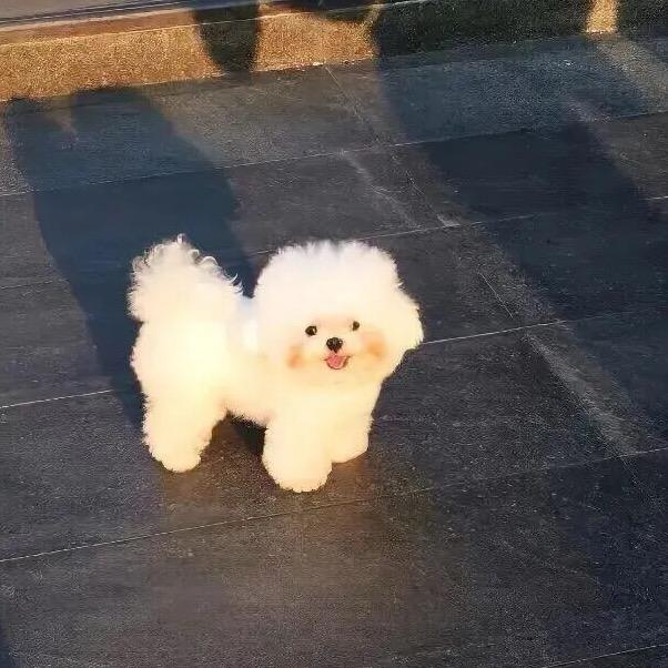 磊子哥