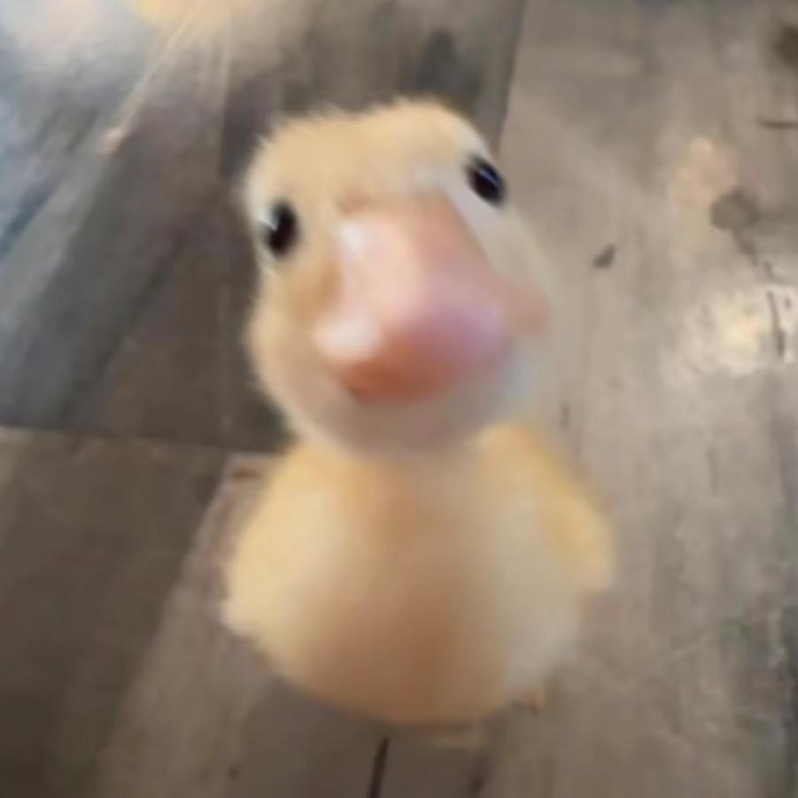 不是一只鸭_