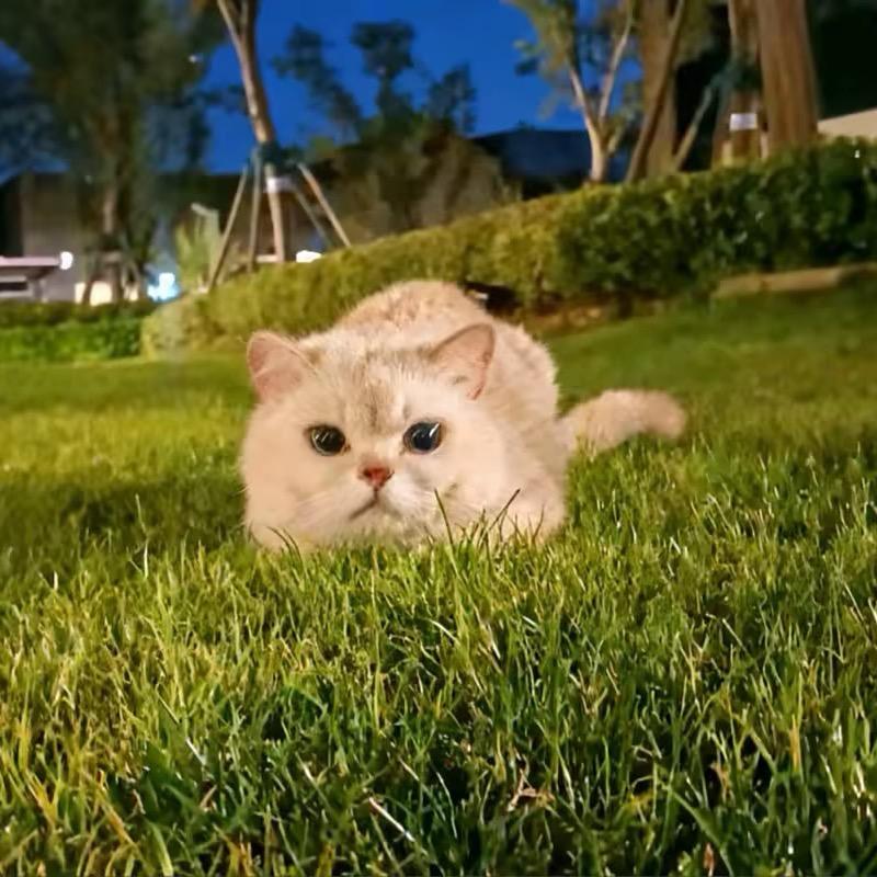 捧一束野菊.🌼