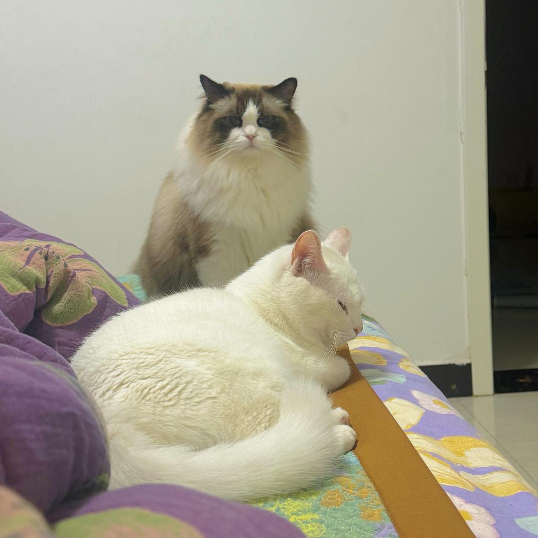 实心小猫