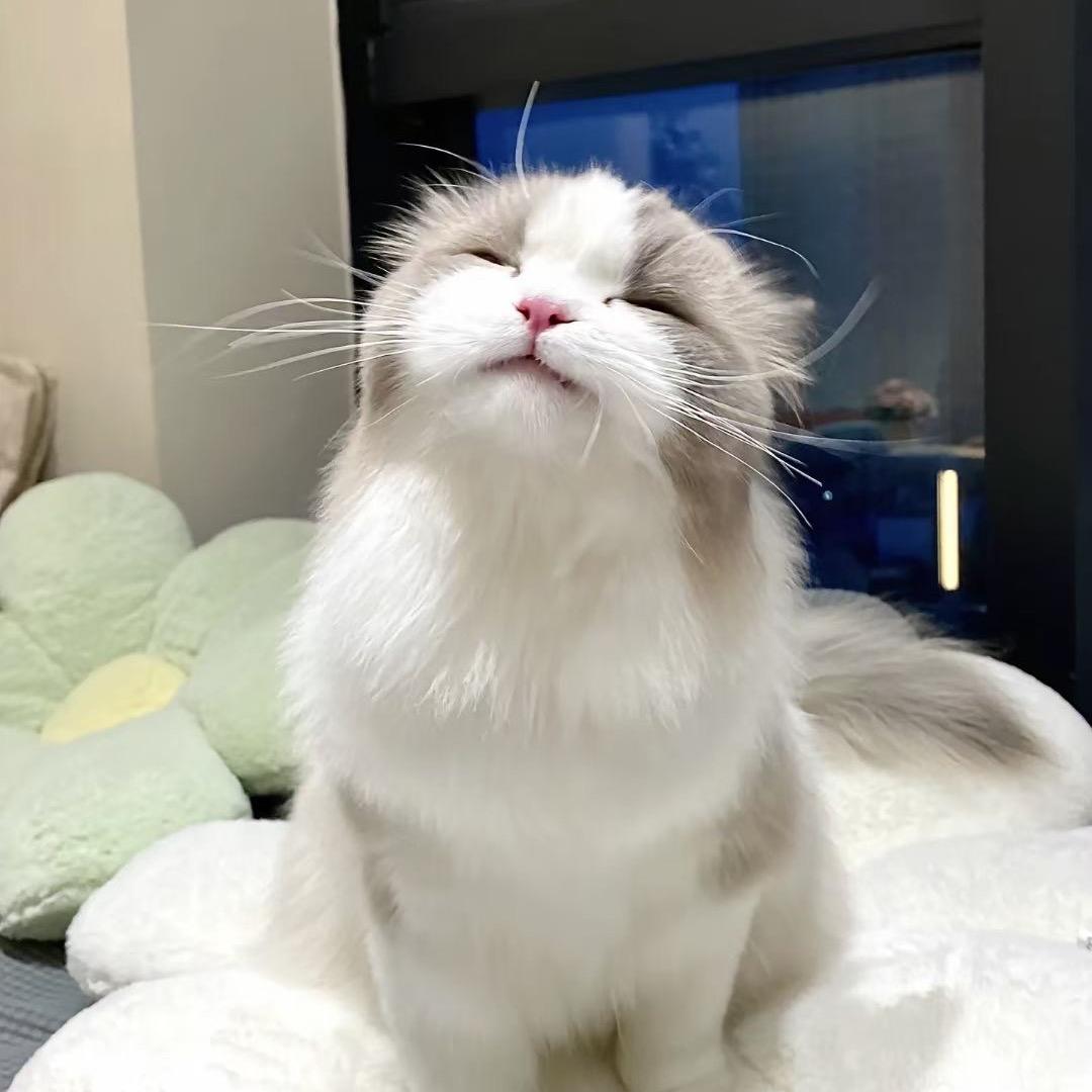 贾爷❤️收黄金的大蛮