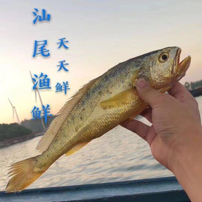 汕尾渔鲜