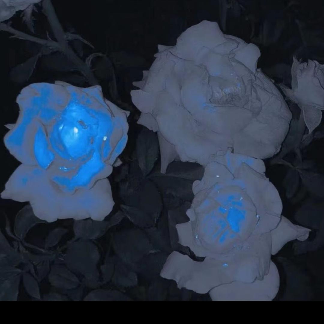 Titi-穿刺（纹身穿孔）